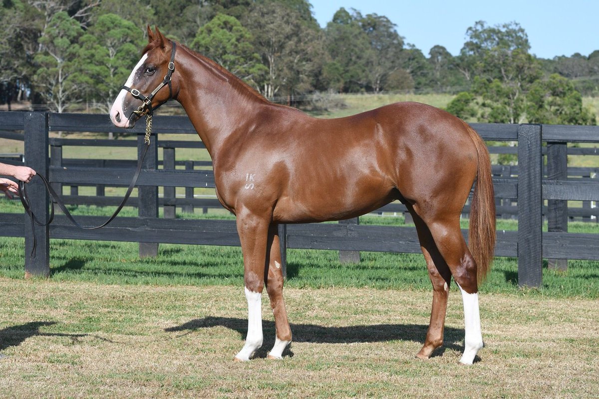 jmeharron's tweet photo. Two super colts purchased @inglis_sales Classic, read more at https://t.co/jVtuZAd2ga https://t.co/98fCVBvF0W