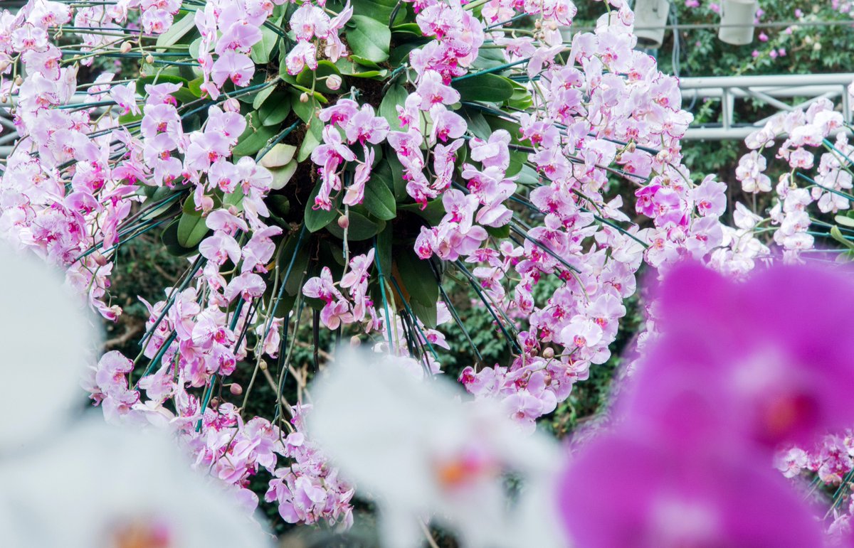 Visit us through March 31 for #OrchidExtravaganza and enjoy our Conservatory adorned with thousands of orchids! bit.ly/2hRv2aY