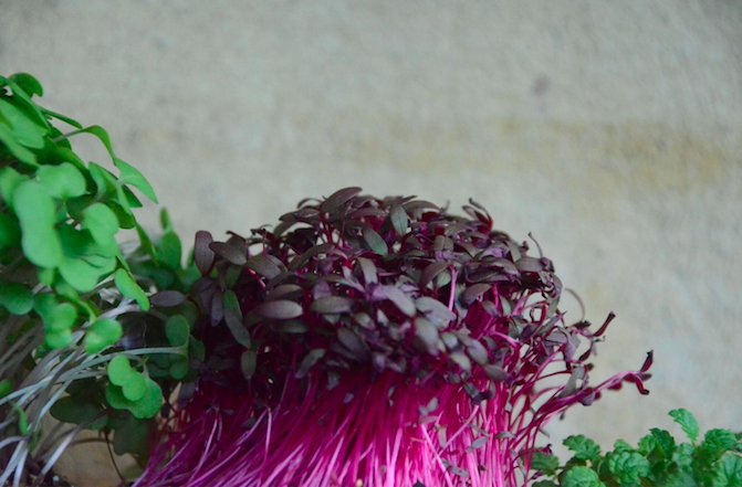 Sefa_Kitchen's tweet image. Beauty of nature, micro herbs with its bright purple colour.

#sefakitchen #mothernature #microherbs #amaranth