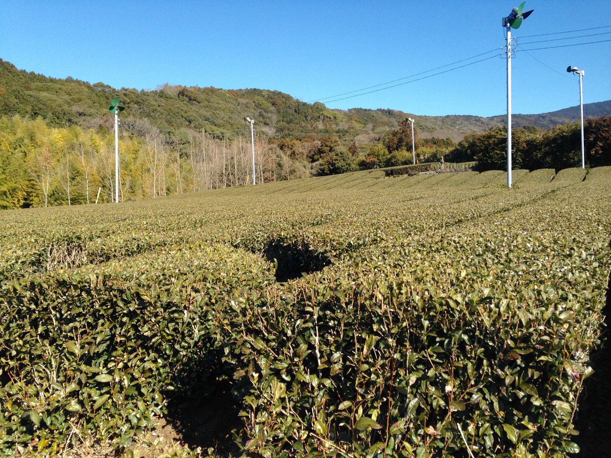 teamemo07's tweet photo. 富士の茶園、かぶせ茶になるやぶきたの畑に肥料やり作業。
20キロの肥料を1時間に1人7〜8袋撒く。 https://t.co/fKX2Bi8A3C