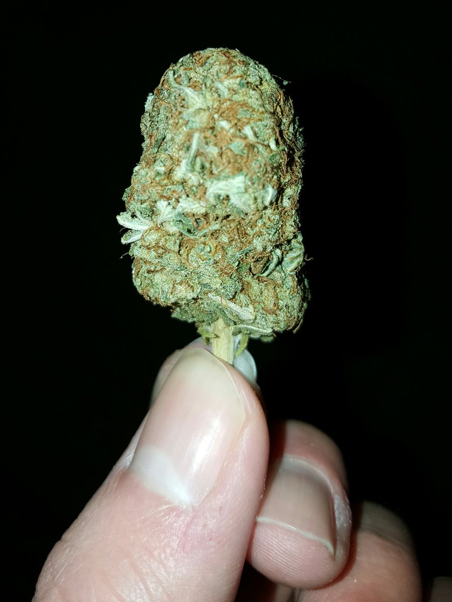 Mikethestoner_1's tweet photo. Time 4 a nice smoke session breakin in the Pre 98 #Bubba #Kush @green @burn1_4me @jojolightsup @jennife9420 @_jena4n @hazyhigh @ERIIC419 #RT https://t.co/HXkqDX1PZX