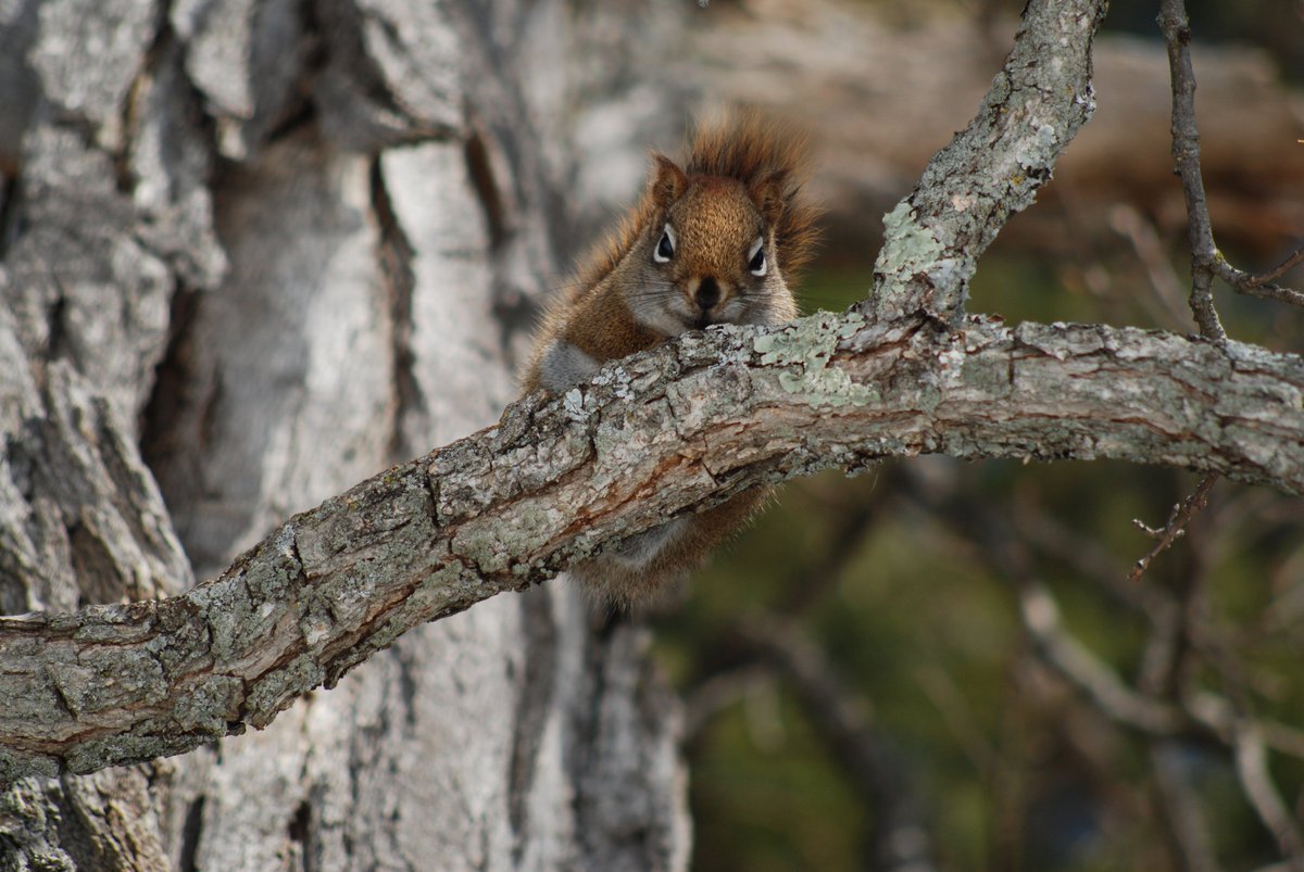 jonwolf1979's tweet image. This lil guy!