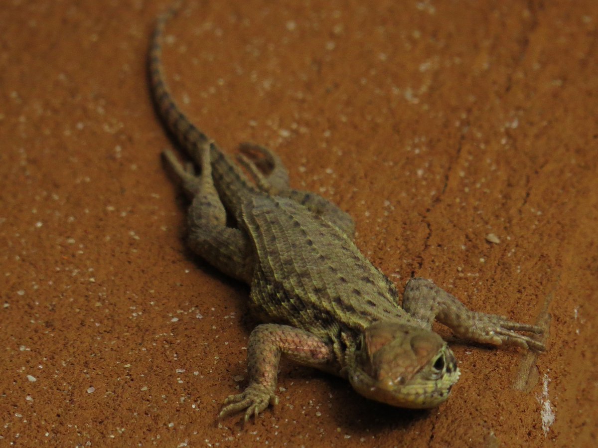 edingolo1's tweet image. My friend in Pompano FLA