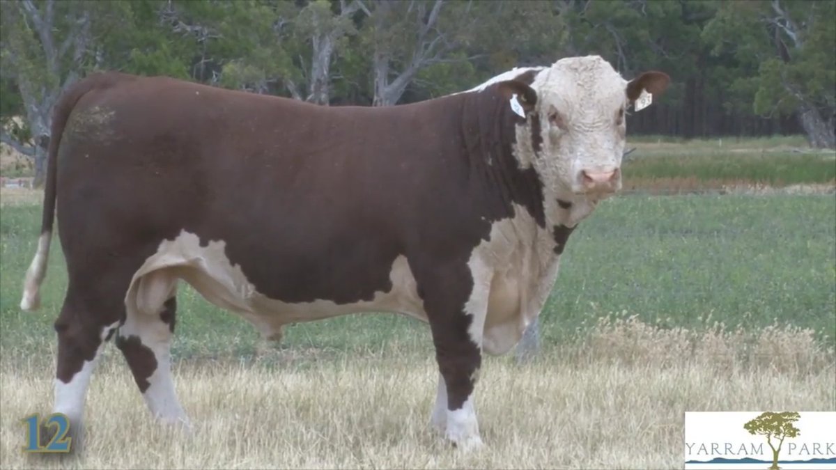 Inaugural Yarram Park #Herefords On Property Bull Sale, Vic - 53/56 bulls sold to $24000 (Lot 12. Yarram Park Empire L093) and av. $8358.