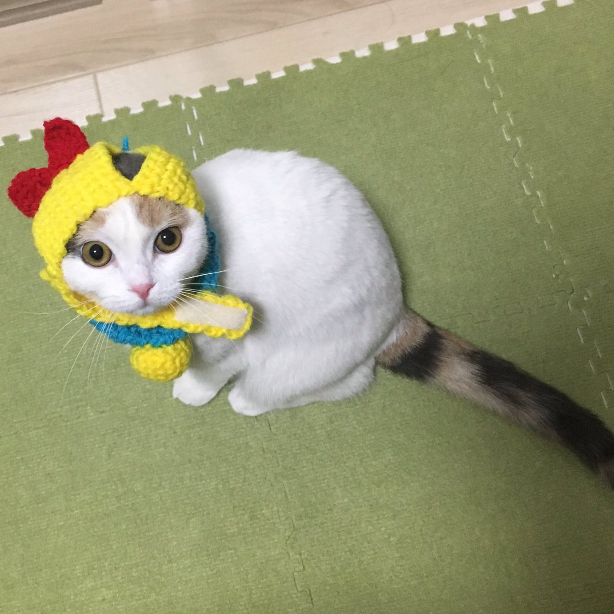 むぎちょこみるく Ar Twitter ドラミちゃん の つもりにゃ ドラえもん ドラミ 猫好きさんと繋がりたい 猫 Cat ねこ 子猫 かぶりもの スコティッシュフォールド Scottishfold