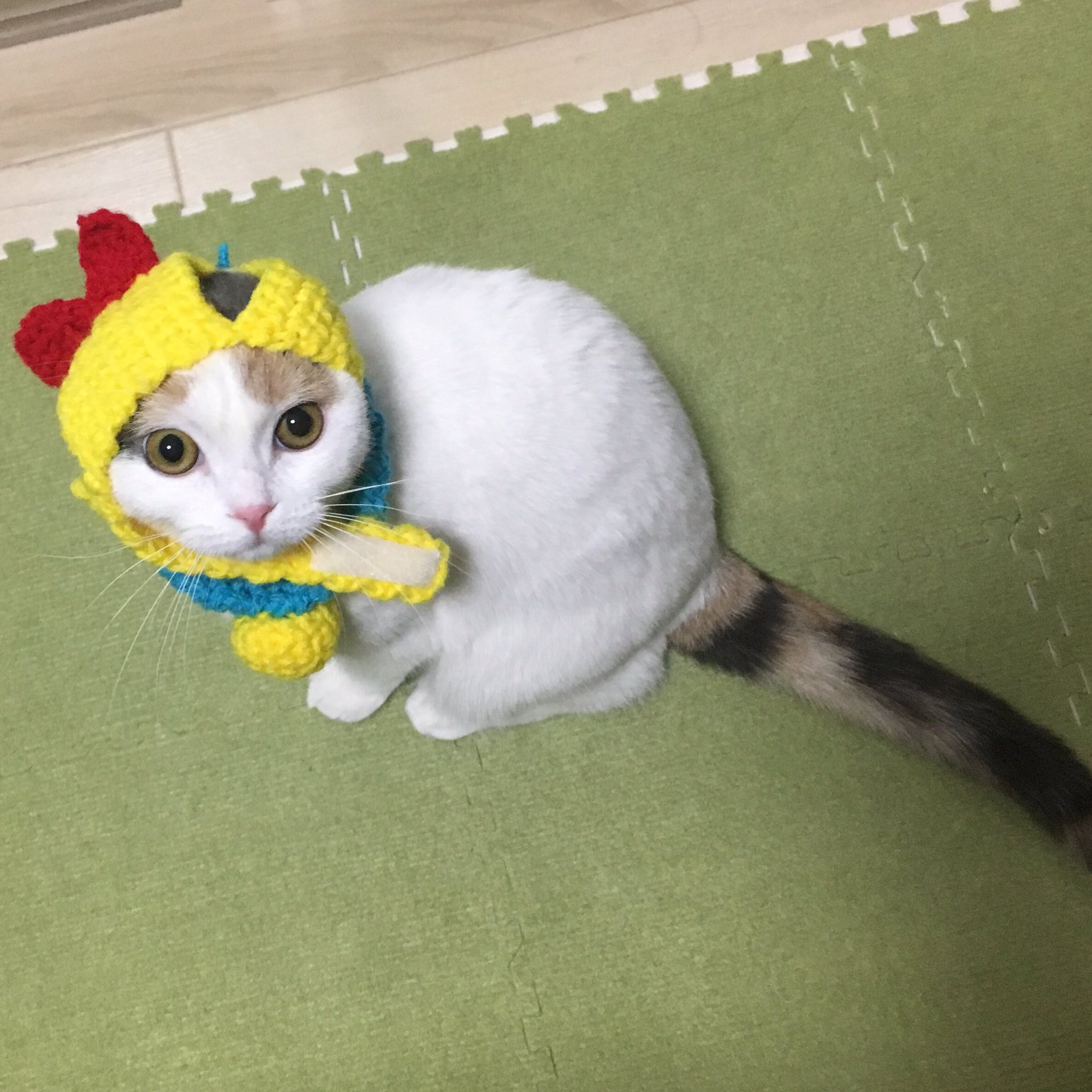 むぎちょこみるく Ar Twitter ドラミちゃん の つもりにゃ ドラえもん ドラミ 猫好きさんと繋がりたい 猫 Cat ねこ 子猫 かぶりもの スコティッシュフォールド Scottishfold T Co Nxflbm9cii Twitter むぎちょこみるく Ar Twitter ドラミちゃん の つもりにゃ ドラえもん ドラミ 猫好きさんと繋がりたい 猫 Cat ねこ 子猫 かぶりもの スコティッシュフォールド Scottishfold T Co Nxflbm9cii Twitter