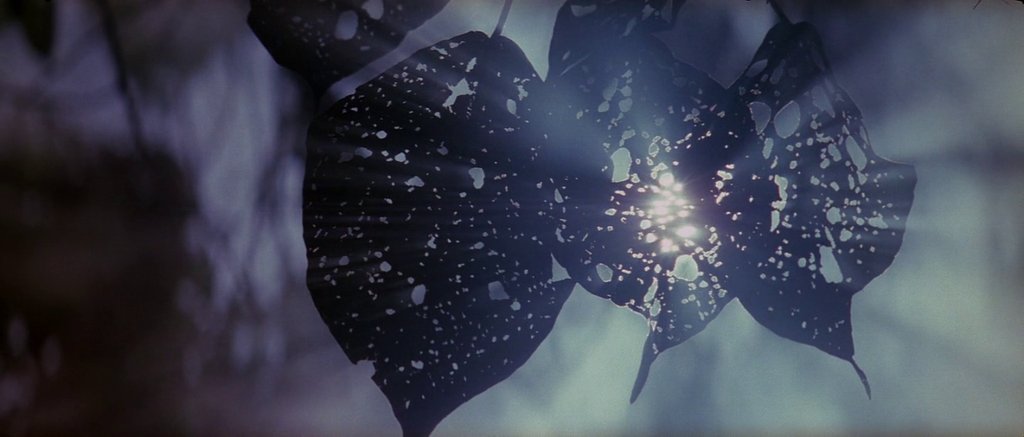 OnePerfectShot's tweet photo. THE THIN RED LINE (1998) Director of Photography: John Toll | Director: Terrence Malick https://t.co/Xtvhpz3Jex