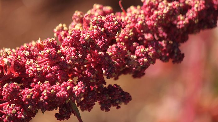 Researchers decode #quinoa genome to help breed varieties that could thrive in marginal cropping land <a href="/KAUST_News/">KAUST</a>  ab.co/2kIMvGu