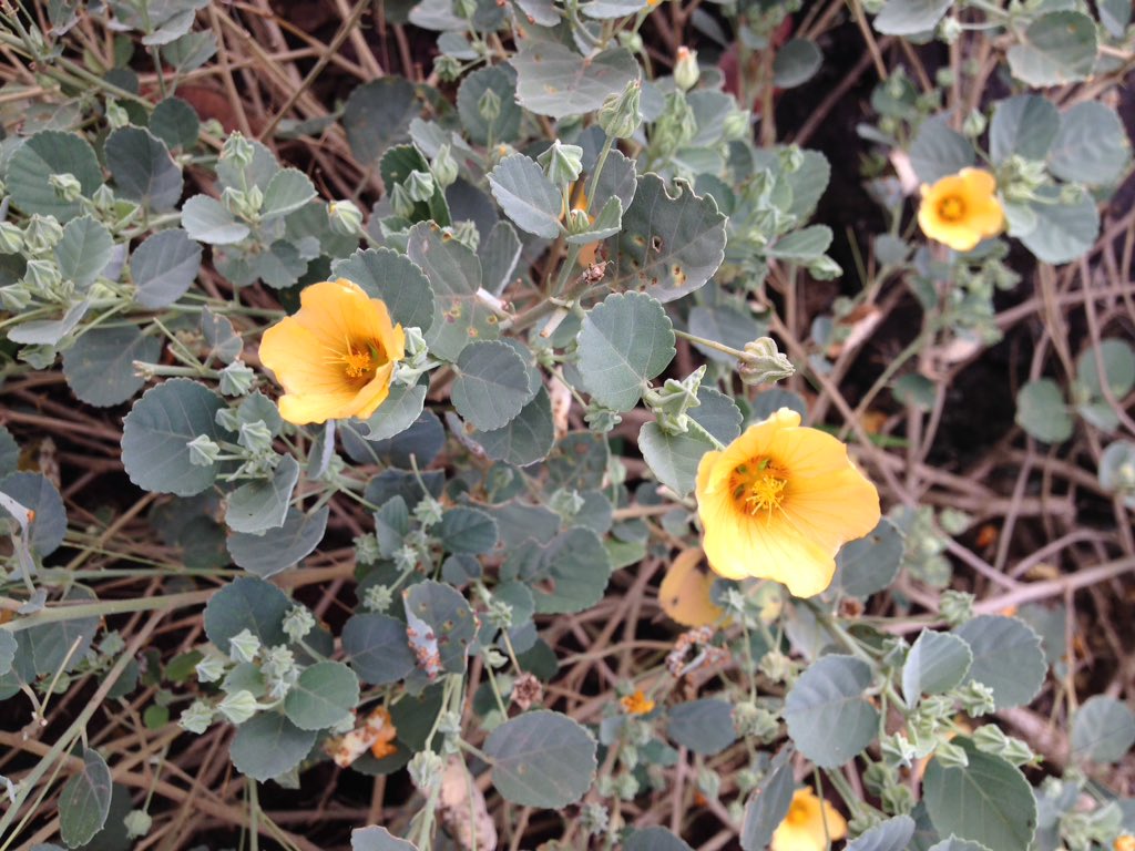 swianecki's tweet photo. Ilima, the yellow petaled symbol of Hawaiian royalty. #FlowerReport from Moloka'i https://t.co/oYMvWfpJWE