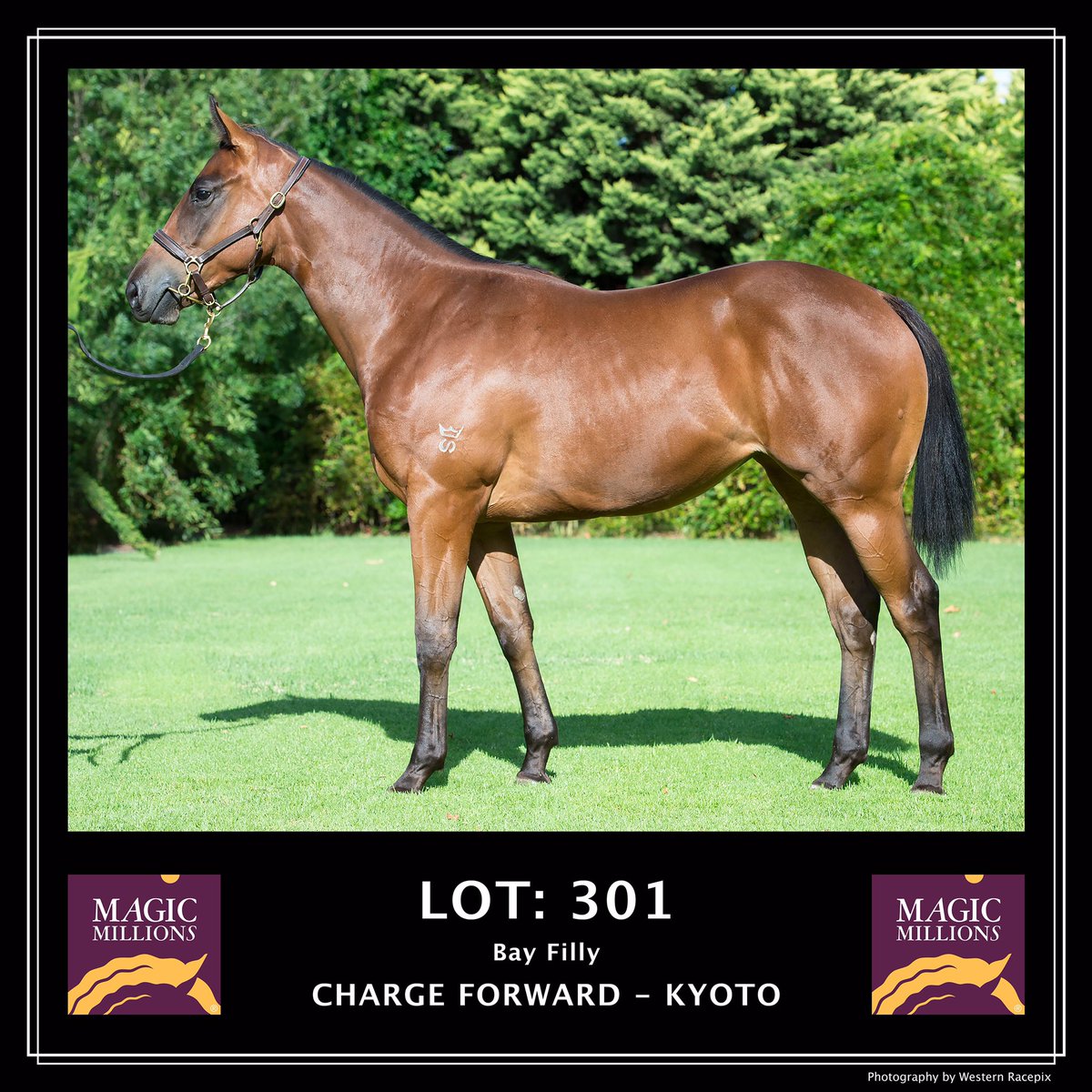 WesternRacepix's tweet photo. Jingle Holdings 2017 yearlings in the upcoming Perth Magic Millions sale 20-21st February #WesternRacepix #PerthMagicMillions https://t.co/cCs2hM2SNa