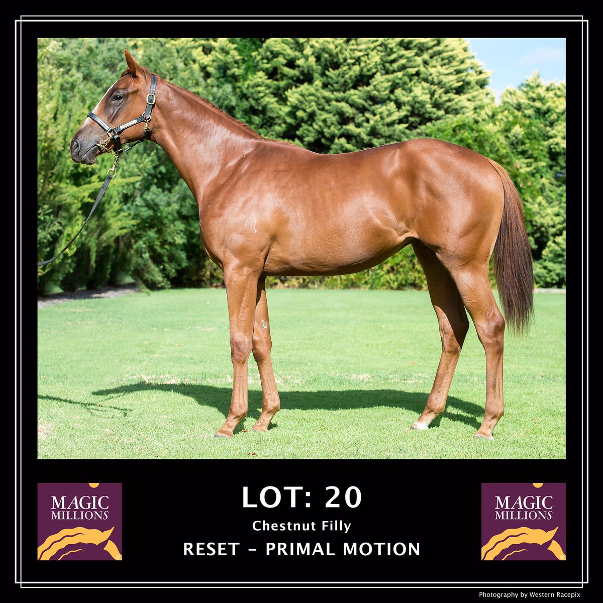 WesternRacepix's tweet photo. Jingle Holdings 2017 yearlings in the upcoming Perth Magic Millions sale 20-21st February #WesternRacepix #PerthMagicMillions https://t.co/cCs2hM2SNa