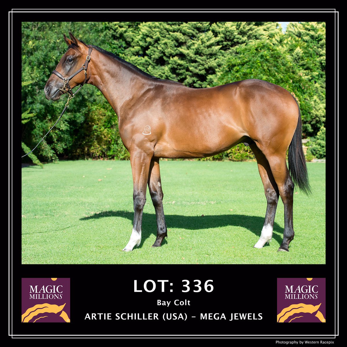 WesternRacepix's tweet photo. Jingle Holdings 2017 yearlings in the upcoming Perth Magic Millions sale 20-21st February #WesternRacepix #PerthMagicMillions https://t.co/cCs2hM2SNa