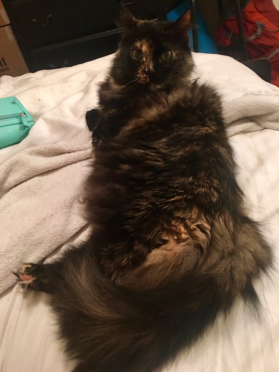 Missye830's tweet photo. #Queen of the castle #catlady #obsessed https://t.co/4knBxEz2FK