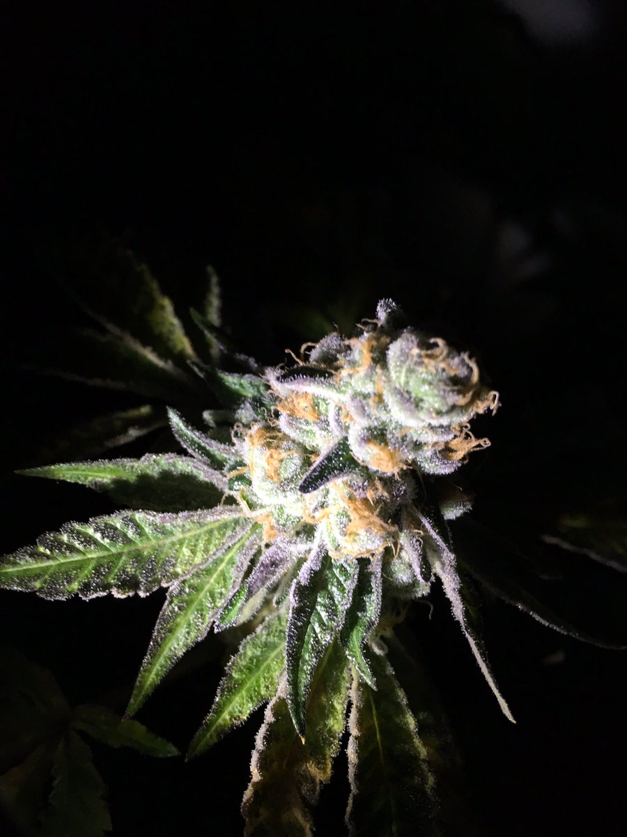 GasGrowers's tweet image. More of the Cotton Candy -#cottoncandy #notkush #afghan1 x #djshortbb #cannabis #weed #marijuana #hightimes