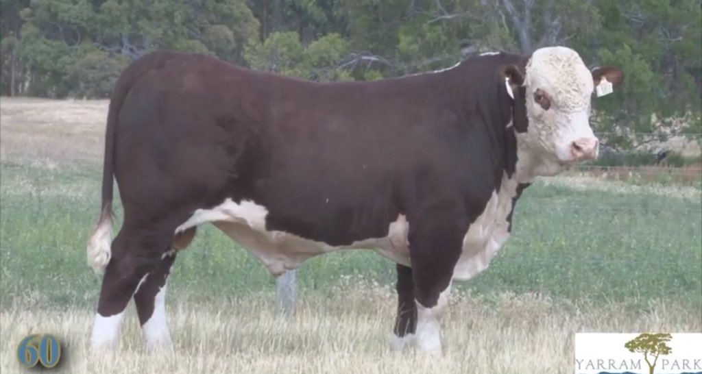 Congrats to @ParkYarram on a cracking #bull sale and to Leon &amp; Sally Wheeler for purchasing the first bull of the day - Lot 60 for $18,000