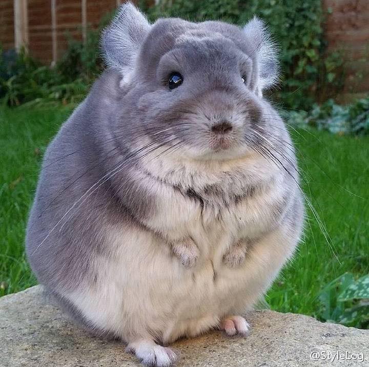 king chinchilla