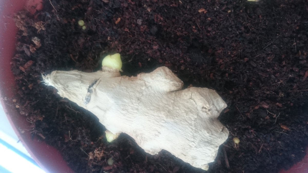 CJHs22's tweet photo. Attempting to grow ginger from a store bought root. It is a slow business https://t.co/Ne0CKFJ3AG