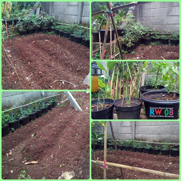 rw08palcbr's tweet photo. @elmeidian @dispangtan_bdg @BdgBerkebun @RiaIsmaria Melihat2 kebun Cabai RT 01 di lahan kebun pinus milik Perhutani 😀👍 https://t.co/S9EOANn5rA