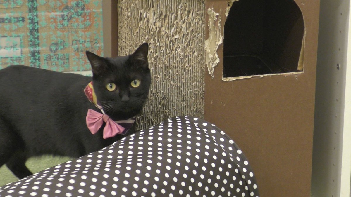ねこみゅ 2 月 17時 猫カフェ生中継 錦糸町 猫まるカフェeast ｍｉｘに純血種に保護猫さんに いろんな猫さん30匹以上 ニコ生 T Co Vqltxc2zf3 Fresh T Co Cwglbnsfbk T Co Qdtaawckx5