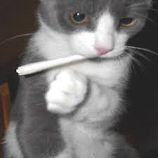 BlazedCloth's tweet photo. My Cat's Keeping it Dank Innit. Tag ya Mates!

#weed #blazed #cannabis #bong #marijuana #k… https://t.co/DnIKb4gmhJ https://t.co/5bNBygQZAb