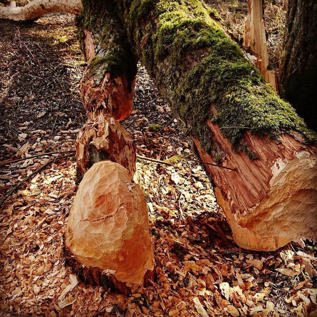 michimauch's tweet photo. Meister Biber hat ganze Arbeit geleistet #biber #woodwork #treehasfallen https://t.co/u9rg6YEUpU