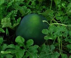 Princessfday's tweet image. Watermalon empowr.com/rogervallez?p=…