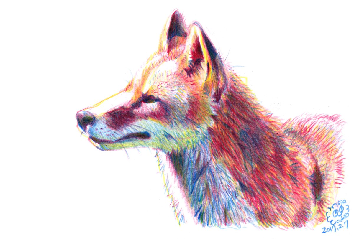 狐の鉛筆画 Fox 狐（Kitsune）Vulpes Vulpes Japanica : ネット絵師・独言の