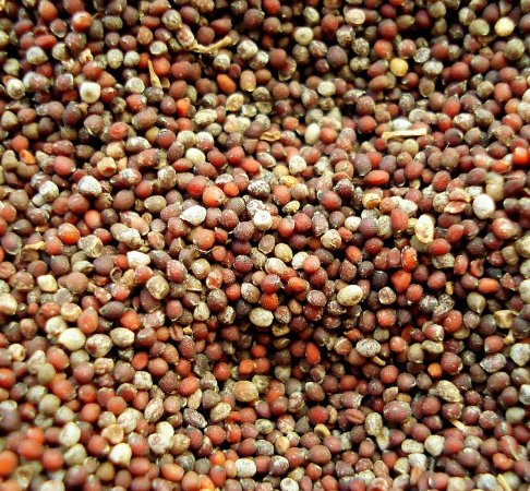 ¿Qué #semillas se pueden utilizar en la producción ecológica? ow.ly/bgtj308ToyQ