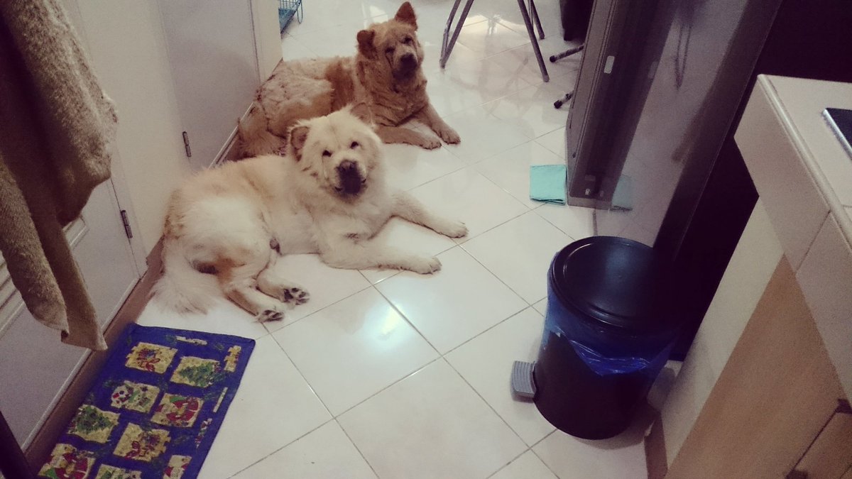 cutecy84's tweet image. habang naghihintay sa food nila...🐕🐶🐾
#chowchow #chowchowlover #chowchowinstagram #chowhowpuppy