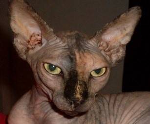 Princessfday's tweet image. Our cat Princess empowr.com/rogervallez?p=…