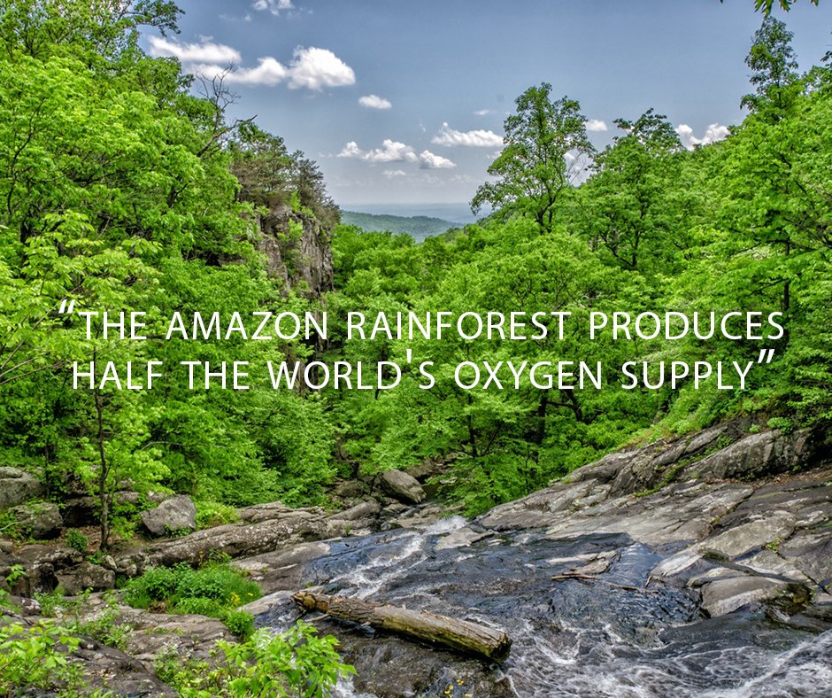 Tapazz on Twitter: "Did you know: the amazon #rainforest produces half