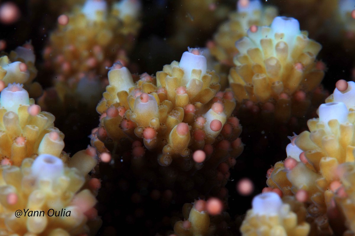 GIP_RNMR's tweet photo. La ponte des coraux pourrait se produire cette semaine, quelques jours après la pleine lune. #Biodiversité marine à #LaReunion https://t.co/IW89NK8NU9