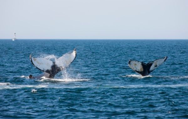 OceanFlotilla's tweet photo. Healthy economies and #ocean ecosystems can go hand-in-hand. Here’s how: https://t.co/NJb59ulNdO #SDG14 @WWFCanada_Ocean https://t.co/C5crfdXLCt