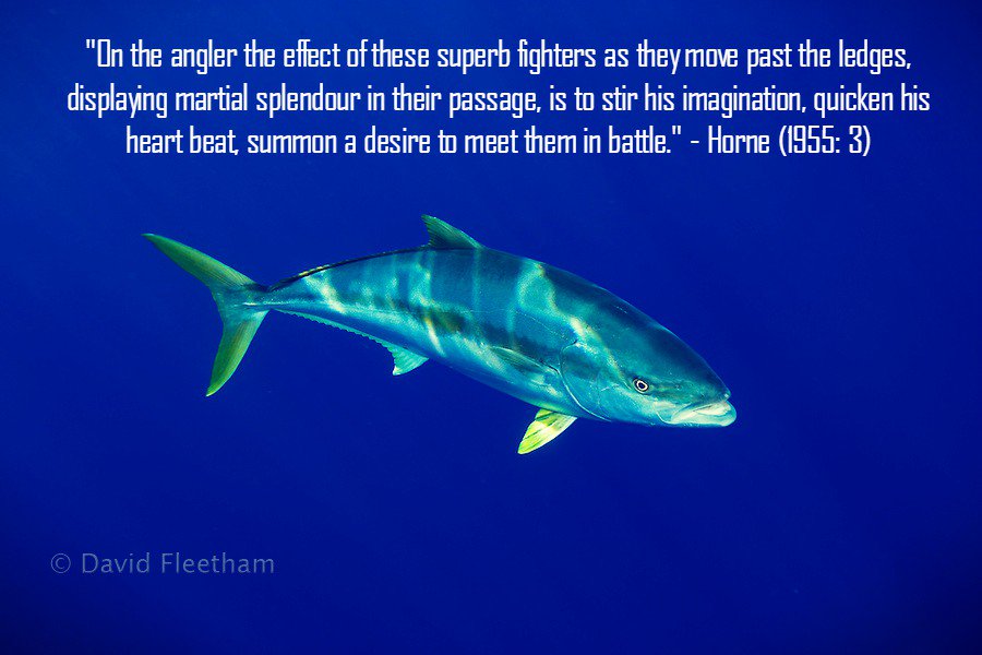 murray_taryn's tweet photo. Is there a better way to describe yellowtail? 
Photography: ©David Fleetham 

#MondayMotivation #TeamFish https://t.co/BdCilegXxs