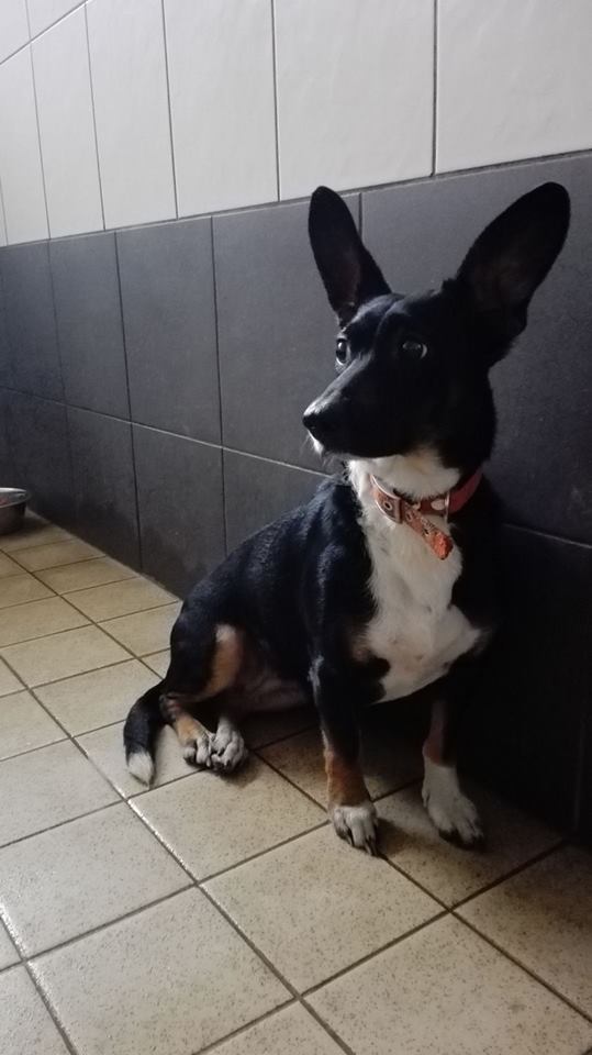 Piektdien, Kuldīgas ielā, pieklīdusi attēlā redzamā suņu meitenīte. Saimniek?