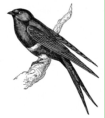 1000swifts's tweet image. #Monday #inspiration #VictorianIllustration of a beautiful #Swift.