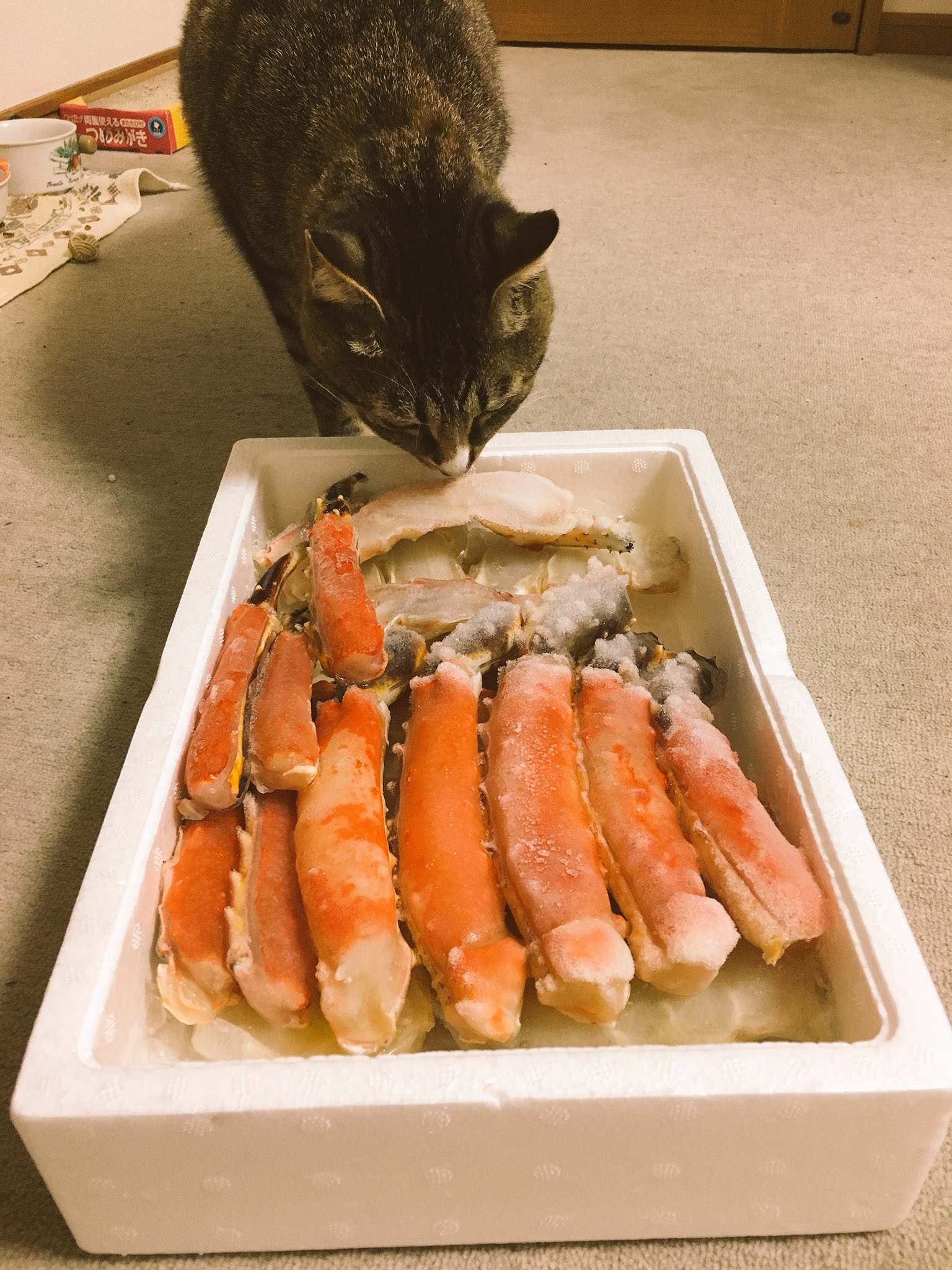 ココニャ 猫写真集 発売中 実家猫はな これは 甲殻類 くんくん T Co Gro6gdcrrl Twitter