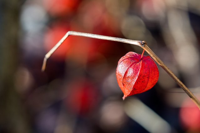 thomas_labarthe's tweet photo. Learn about terms of endearment around the world with this #ValentinesDay quiz #translation #xl8 via @SDL https://t.co/3RQg3U8JmL https://t.co/TxRiJRkjFd