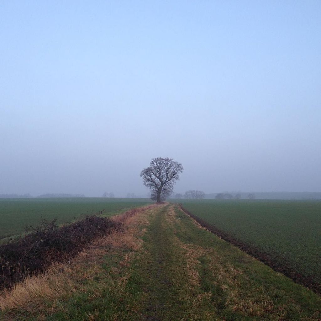 angiefuz's tweet image. February 13 #treetwoproject looks like it's going to be a lovely day! #oldoaktree #fensky … ift.tt/2knm85r