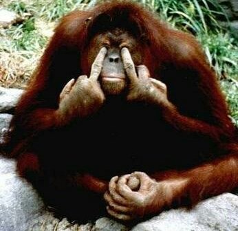 12singes's tweet photo. @lesoir oh le cpas d hornu. Incapable d accepter des logements à cause des cpas de uccle ou ixelles. Fausse garantie locative. Mafias. https://t.co/H1AP4Tyg6K