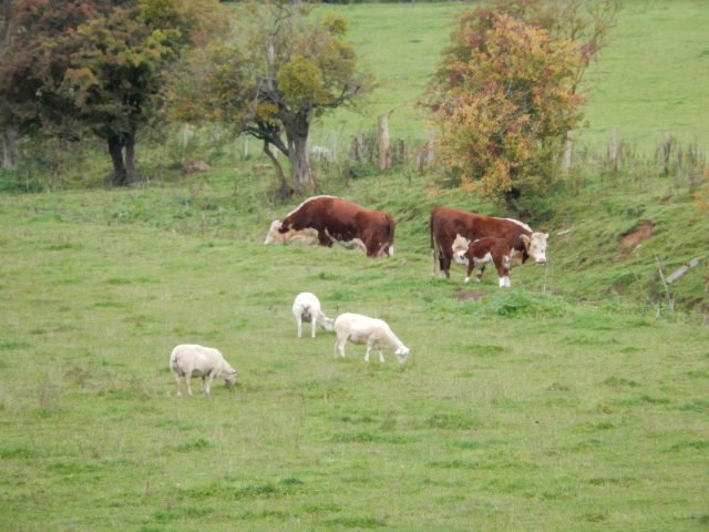 TheAHDB's tweet image. The Livestock Outlook webinar on the 14th Feb will give farmers the latest sector prospects from our AHDB experts bit.ly/2jX3AMx