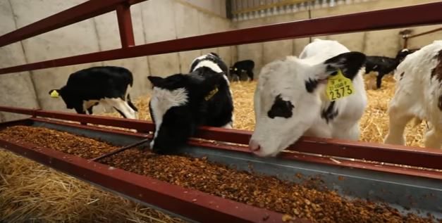 TirlanFarmLife's tweet photo. GAIN Calf Calf Crunch, contains #Yea-sacc live-yeast from @alltech, #Minplex #Bioplex & #Selplex protected minerals https://t.co/8YTc3stOx6 https://t.co/M13ijjkeIs