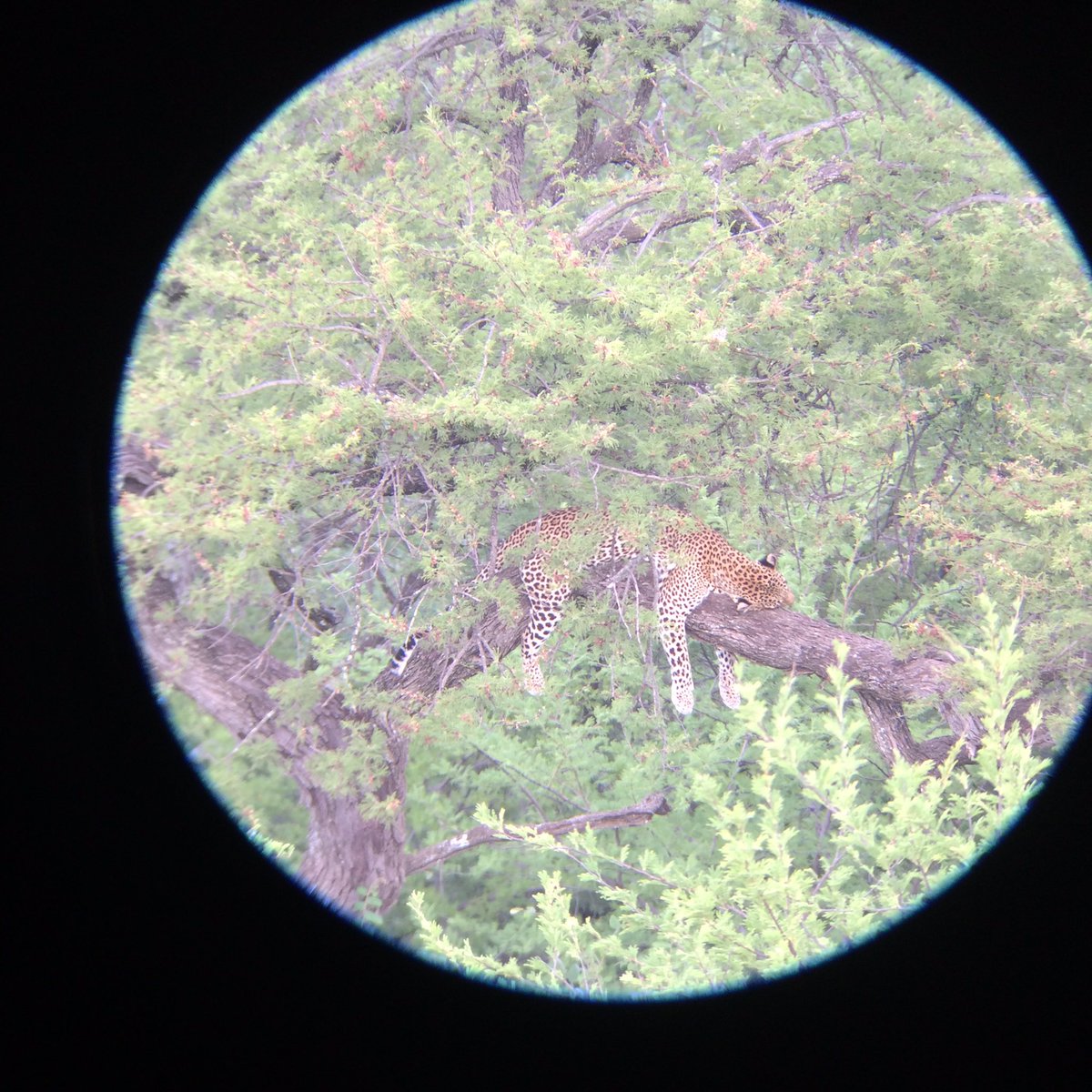 Amazing sight <a href="/SoroiSerengeti/">Serengeti Soroi</a> just below our restaurant...#breakfast with a #view! <a href="/MbaliMbaliTz/">Mbali Mbali Lodges and Camps</a> <a href="/Go2Tanzania/">Go2Tanzania</a> #wildlife #leopard #wanderlust