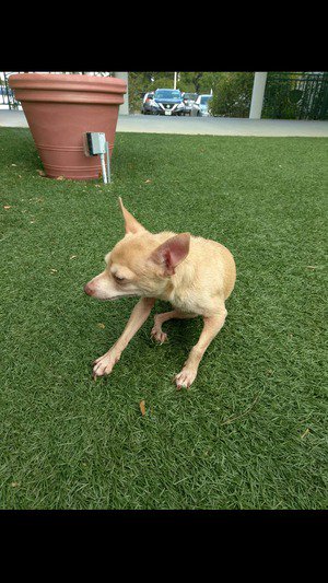 fidofinder's tweet photo. Found dog in Houston, TX US (77036) #founddog https://t.co/axLvc2pEsB https://t.co/98ZyUcwylR