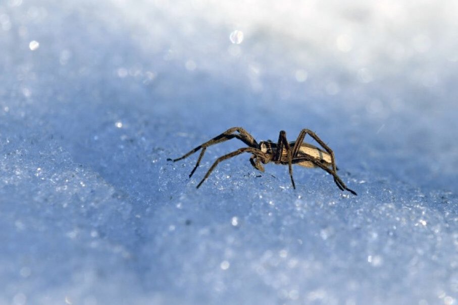 If you see a spider during the winter, don't kill it. The few that survive are the ones that breed all the spiders you see in the summer.