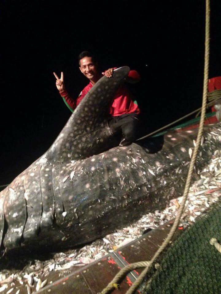 Seasaver's tweet photo. Whale shark caught &amp; finned in Cambodia waters last week ~> https://t.co/jGOFYvfpGp #sharks #overfishing cc @MarkMeekan @simonpierce https://t.co/jGWxuOGQgS
