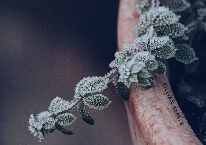 rainedayuk's tweet photo. Did I run #outside when I saw a little#frost oh yes.. did I see this escapee.. oh yes .. #plantpot  #springwatch #Staffordshire https://t.co/Pv1kETdZyH