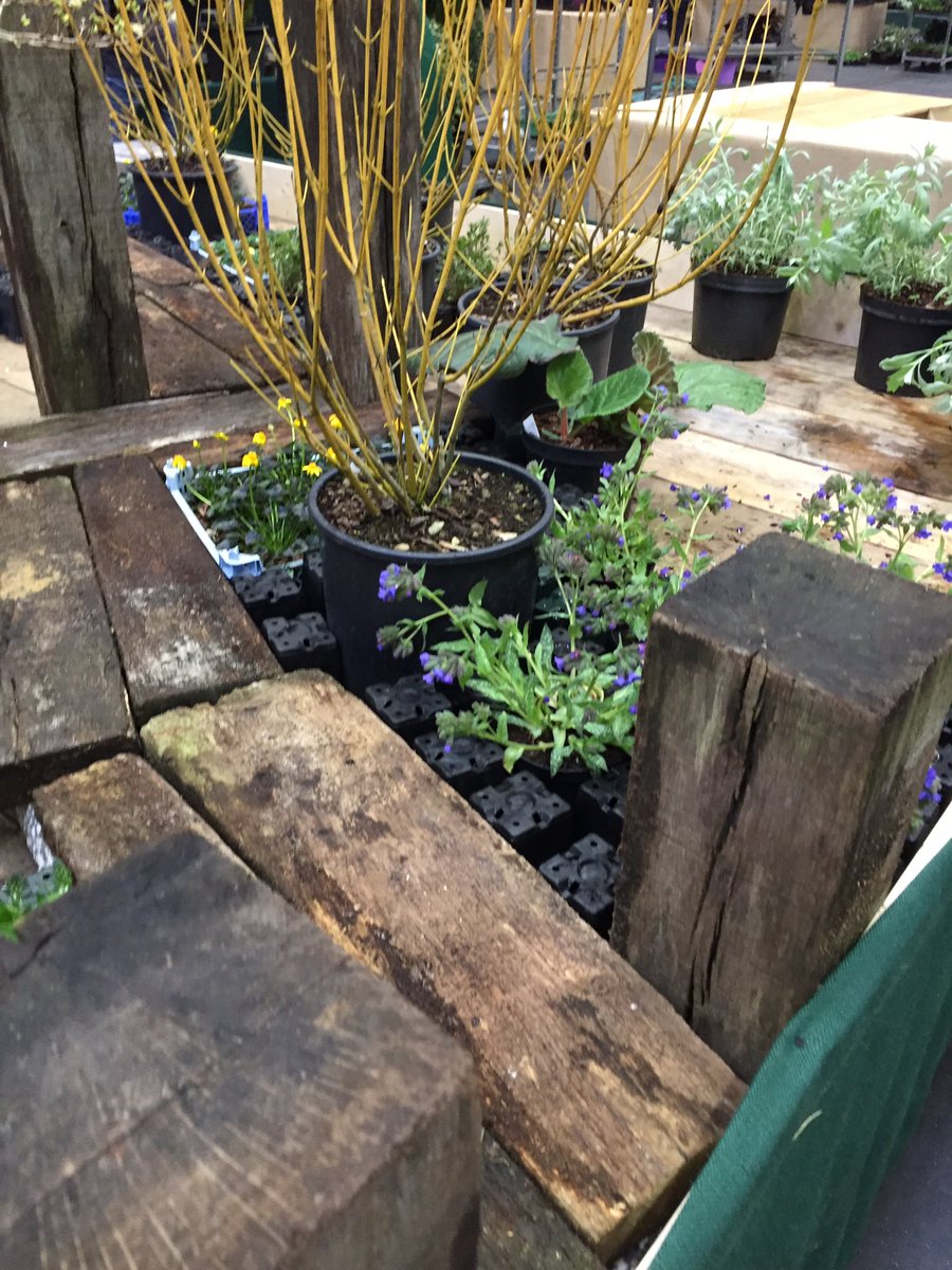 Rosyhardy62's tweet photo. Ooh setting up @The_RHS @hardyplants #spring https://t.co/3UpecrTcei