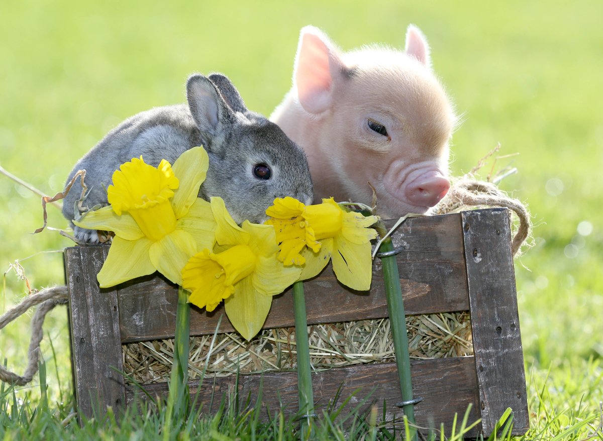 PennywellFarm's tweet photo. It's half term so wrap up warm and come and see our gorgeous early spring babies.#MondayMotivation https://t.co/oVQJIX7Iha
