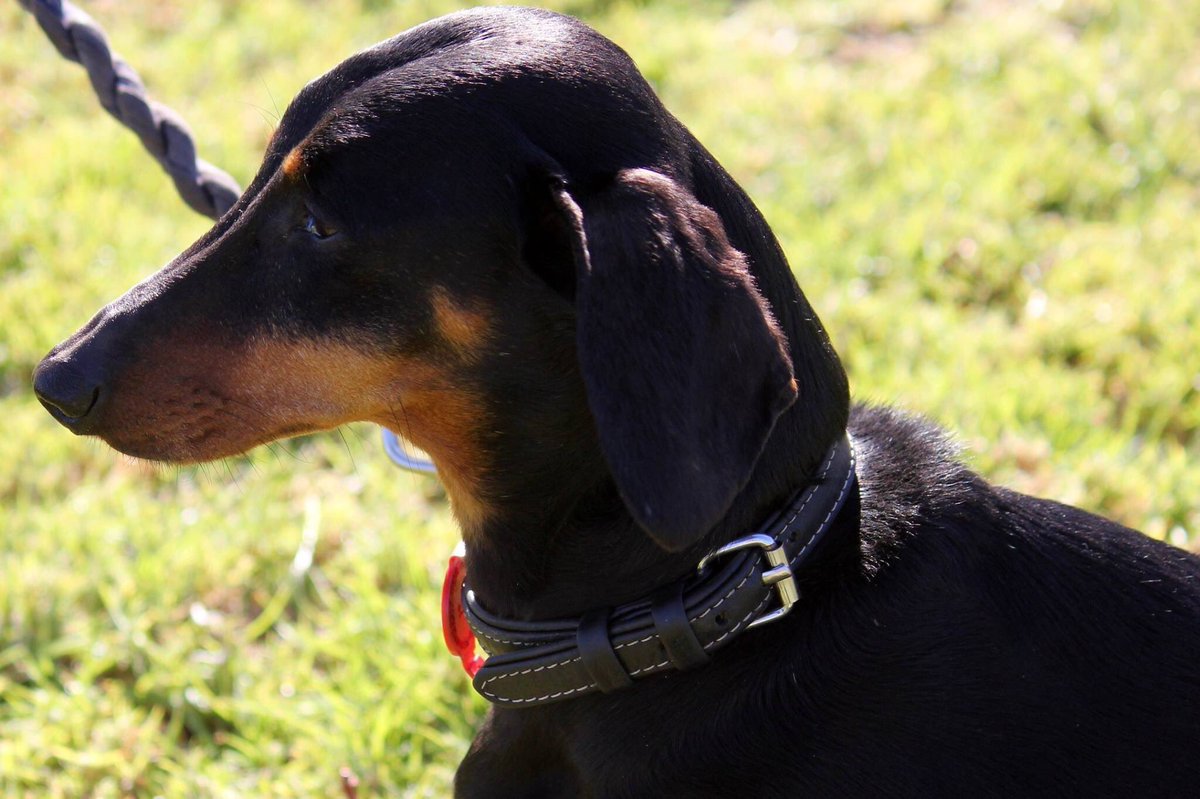 Hey <a href="/joefattorini/">Joe Fattorini</a> do you have a dach?